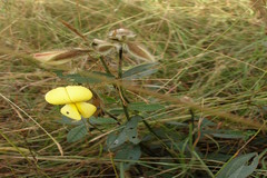 Crotalaria calycina